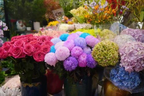 閔行兩大花卉市場 高端平價(jià)隨心選，果香花韻共徜徉